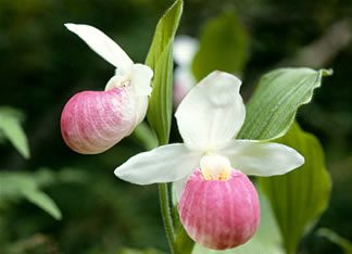 Cypripedium s0053